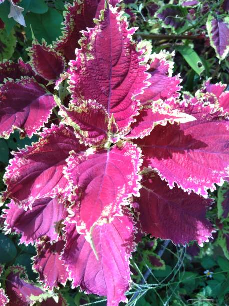 Miana, iler or Coleus atropurpureus is a shrub plant with a height of up to 1.5 m. The leaves are efficacious as a cure for hemorrhoids, ulcer medicine, puerperal fever medicine, ear inflammation medicine and irregular menstruation medicine. stock photo