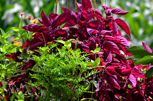 miana plant with maroon leaves in the middle of the garden in the morning