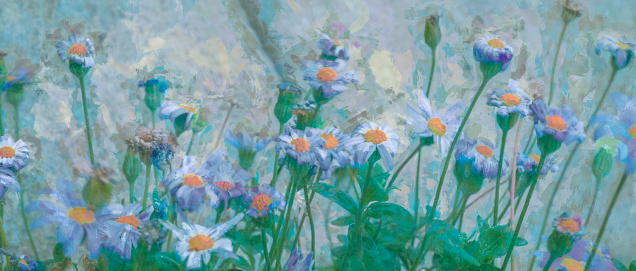 Michaelmas daisies, heavily post processed to give a painterly effect.