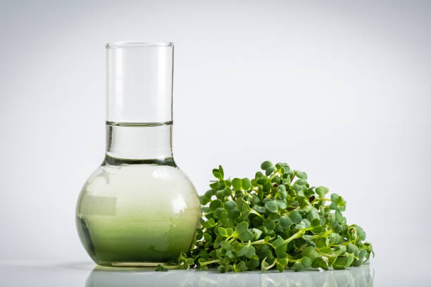 Herbs That Increase Stem Cells