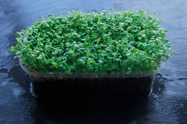 Micro greens arugula sprouts in container. Healthy eating micro greens concept stock photo