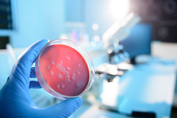 Microbiological Culture Scientist examining a microbiological culture petri dish stock pictures, royalty-free photos & images