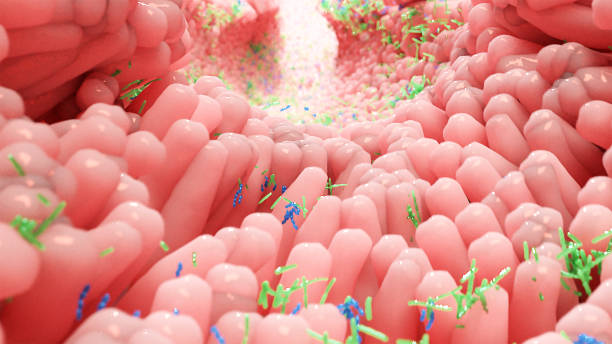 Microbiome in human intestine stock photo