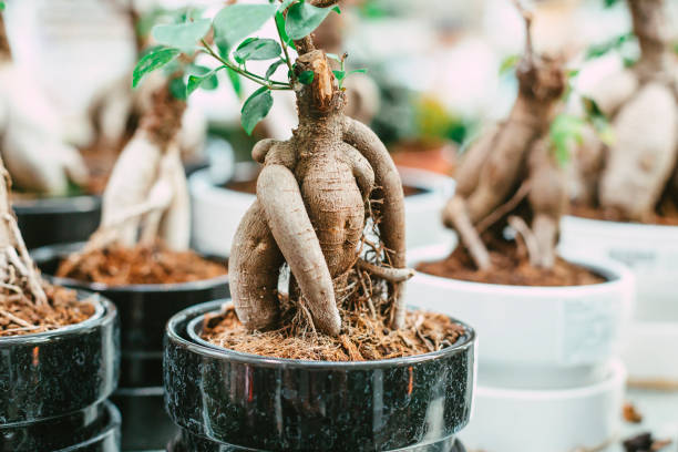 Microcarpa ficus ginseng in bonsai tree style. A lot of little house plant in flowerpot. Concept of natural house decor. stock photo