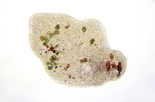 Micrograph of amoeba.  Live specimen. Wet mount, 40X objective, transmitted brightfield illumination. Note - motion blur of live animal, very shallow depth of field, chromatic aberration and uneven focus are inherent in light microscopy.
