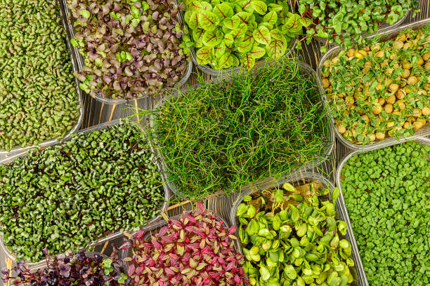 Microgreen, flat lay. Young sprouts of pea, amaranth, sorrel, mustard, basil and onion. Super food background. stock photo