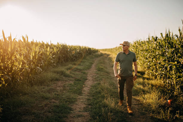 el agricultor adulto medio inspecciona su tierra - corn field fotografías e imágenes de stock