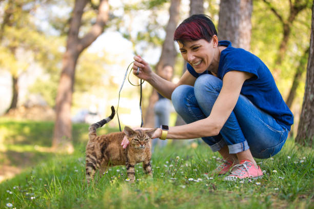 mid vuxen kvinna njuter med sin kattunge i public park - cat leash bildbanksfoton och bilder
