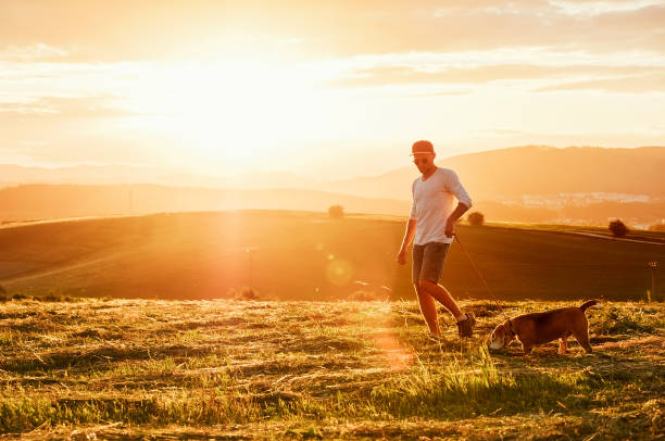 Middle-aged man dressed light white sweater and jeans shorts walking with his beagle dog during sunset evening time. They walking on the just mowing grass meadow. Pets as family members concept image. Middle-aged man dressed light white sweater and jeans shorts walking with his beagle dog during sunset evening time. They walking on the just mowing grass meadow. Pets as family members concept image. early morning dog walk stock pictures, royalty-free photos & images