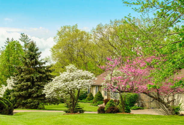 Midwestern front yard in spring; blooming trees in foreground View of Midwestern front yard in spring; blooming trees in foreground; ranch style house behind trees; blue sky in background front yard stock pictures, royalty-free photos & images