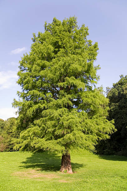 mighty bald cypress - bald cypress tree stockfoto's en -beelden