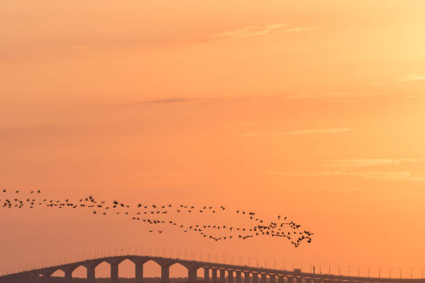 Migrating Brent Geese by a bridge in sunset stock photo