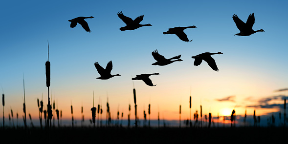 canada geese flying over lake with bright sky, square frame (XXL)
