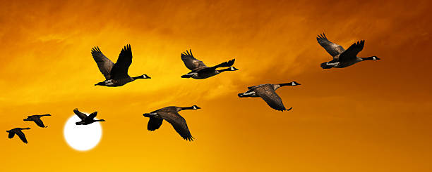 XL migrating canada geese migrating canada geese in silhouette flying at sunset, panoramic frame (XL) animal migration photos stock pictures, royalty-free photos & images