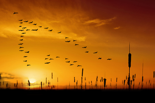 Birds Sunset Pictures | Download Free Images on Unsplash