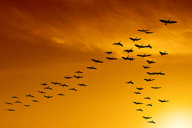 XXL migrating canada geese stock photo