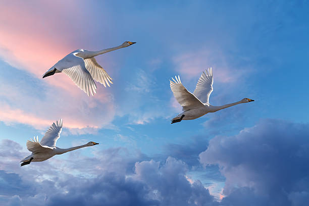 Migrating cranes spring or autumn season Tree tropical cranes fly overhead against bright sky biosphere 2 stock pictures, royalty-free photos & images