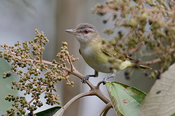 Migrating Red-eyed Vireo Perched in a Tree - Panama stock photo