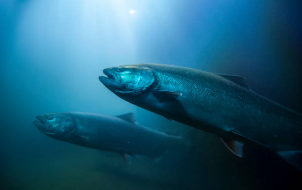 Migration Salmon stock photo