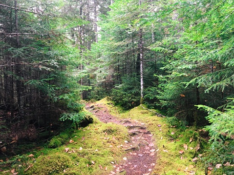 100 Mile Wilderness- Maine