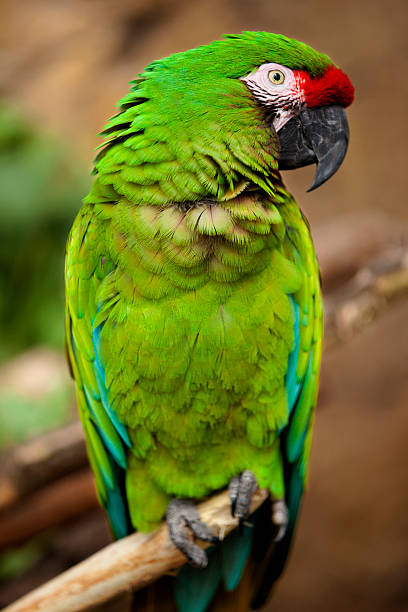Military Macaw (Ara militaris) stock photo