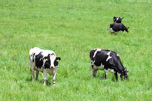 Milk cow stock photo