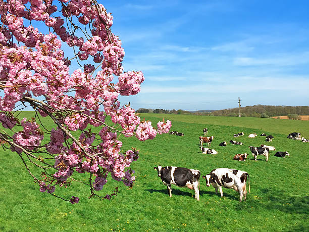 Milk cows on a green field under pink tree stock photo