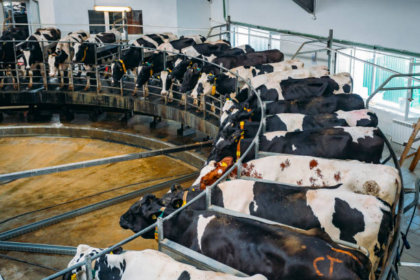 Milking cows by automatic industrial milking rotary system in modern diary farm stock photo