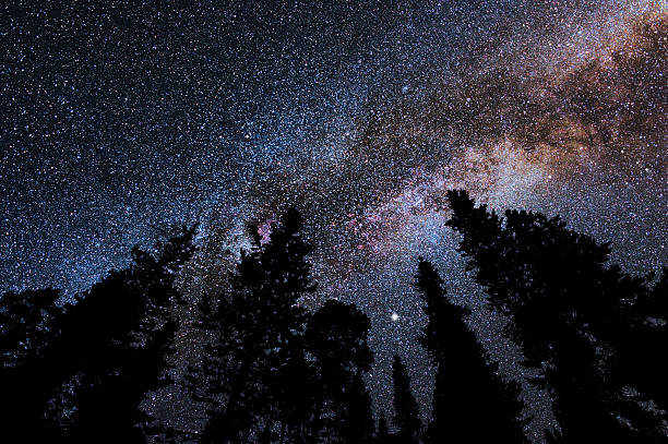 Milky Way above forest Milky Way in Cygnus constellation above spruce tree silhouettes. boreal forest stock pictures, royalty-free photos & images