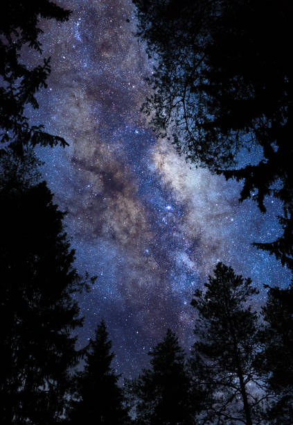 Milky way and stars on a dark night sky above treetops. stock photo