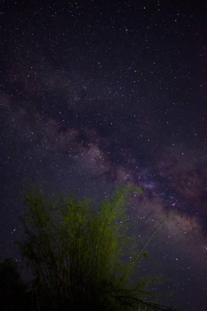 Photo of Milky way picture going up through a bamboo tree in himachal pradesh, India
