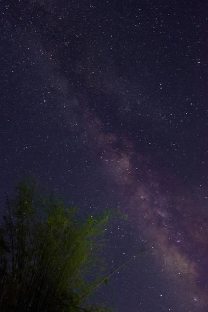 Photo of Milky way picture going up through a bamboo tree