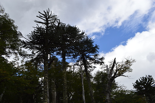 Araucarias milenarios - ストックフォト・写真素材...