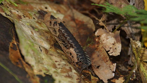 Millipede Spotted On The Forest Floor Of Danum Valley