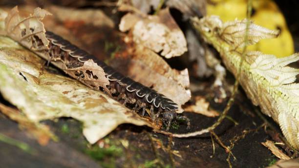 Millipede Spotted On The Forest Floor Of Danum Valley