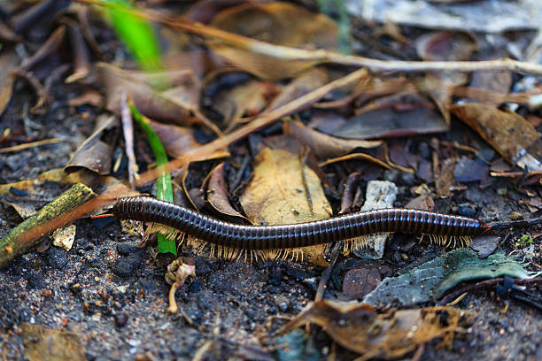 Millipede-millipede in nature. stock photo