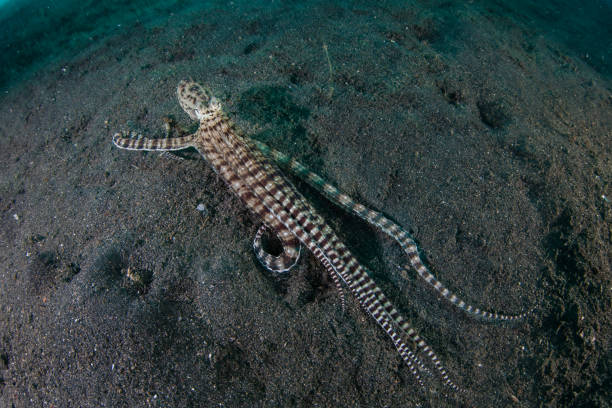 Mimic Octopus on Black Sand stock photo
