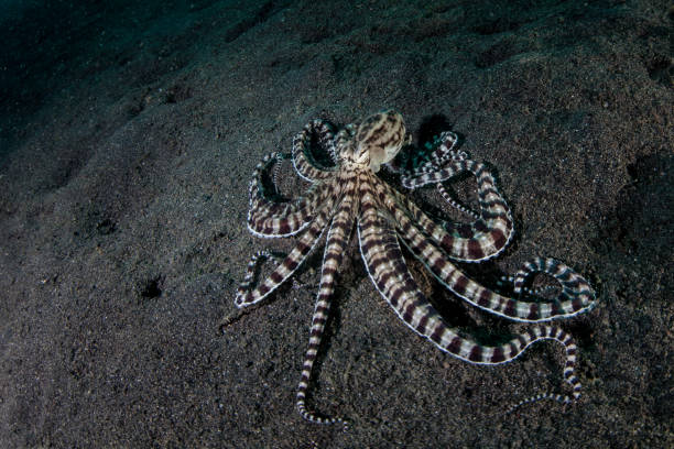 Mimic Octopus on Black, Volcanic Sand stock photo