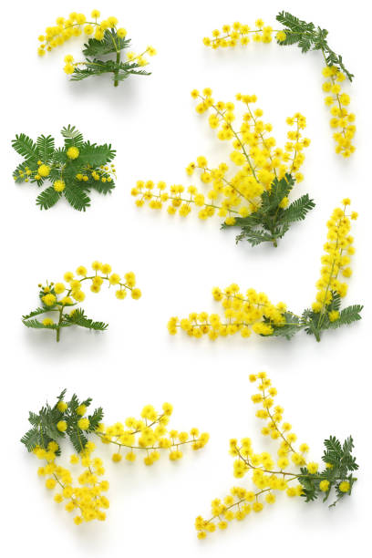 mimosa assortments for Women's Day mimosa assortments for Women's Day acacia tree stock pictures, royalty-free photos & images