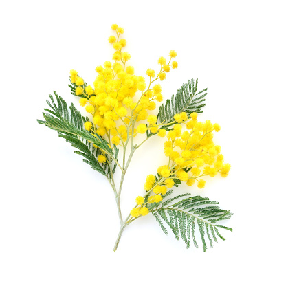 Mimosa (silver wattle) branch isolated on white background