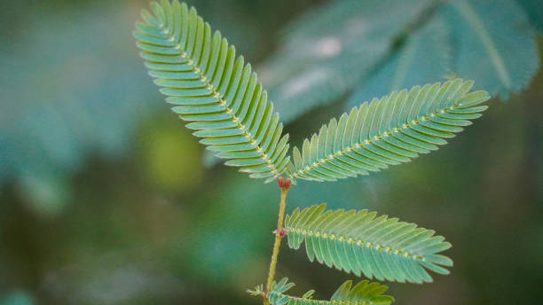 Mimosa Pudica Leaves stock photo