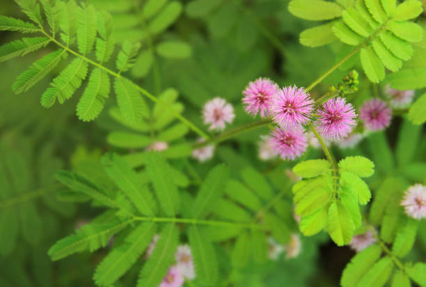 Mimosa pudica plant with pink flower in bloom stock photo