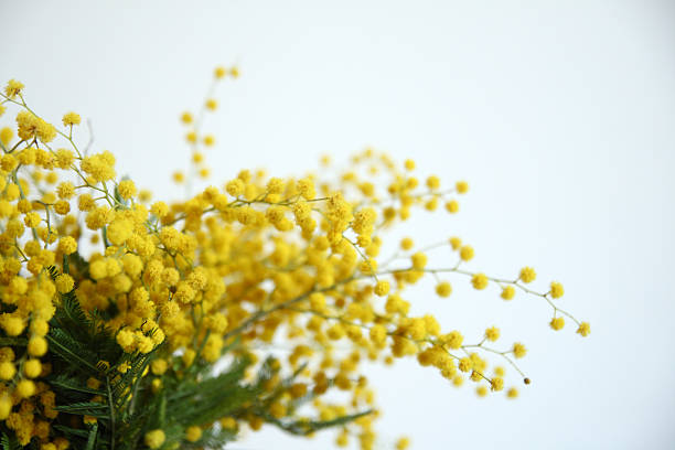 Mimosa yellow flowers stock photo