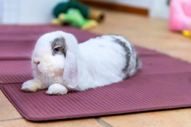 mini lop rabbit - cute bunny - dwarf rabbit bildbanksfoton och bilder