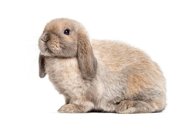 mini lop kanin, isolerad på vit - dwarf rabbit isolated bildbanksfoton och bilder