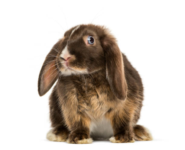 mini lop kanin stående, isolerad på vit - dwarf rabbit isolated bildbanksfoton och bilder