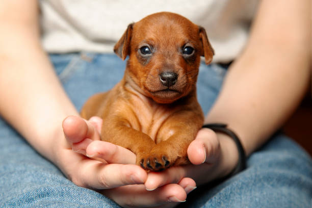 Mini pinscher. Portrait of a cute puppy in the hands of a girl. stock photo