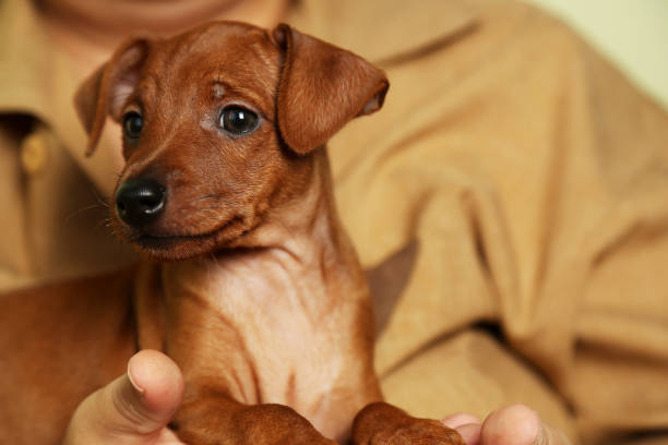 Mini pinscher puppy boy is sitting on the hands of the hostess. stock photo