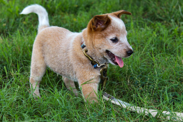 Mini Red Heeler at Play Mini red heeler puppy playing while on a walk elmore stock pictures, royalty-free photos & images