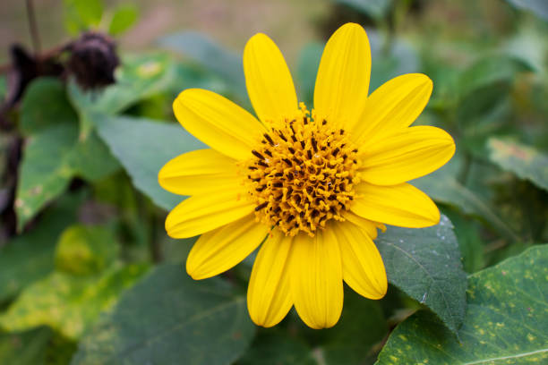 Mini sunflower (Heliopsis helianthoides) stock photo